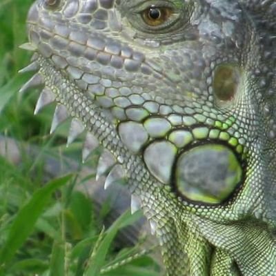 Profile Picture of Andy Mö (@Wektaipun) on Twitter