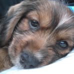 Shelley HillierCraig - Facebook Profile Picture of Shelley HillierCraig (@shelley.hilliercraig) on Facebook