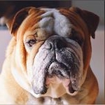 Profile Picture of _Bobby_ 🌟 (@bobbyenglishbulldog) on Instagram