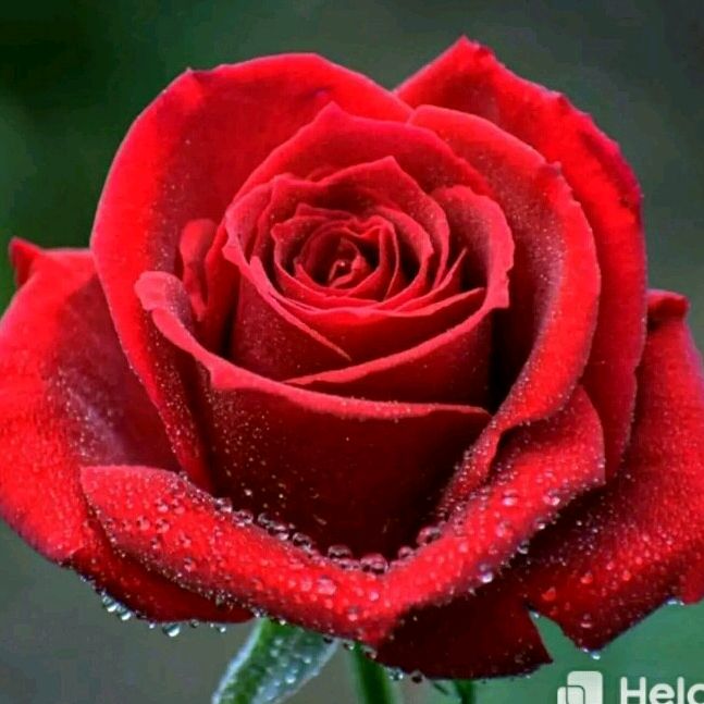 Profile Picture of 🎄.kartik.kumar.s.🎄 (@akshaysethi56) on Tiktok