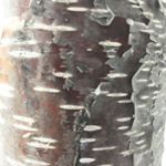 Profile Picture of Michael Hannam (@betuluvit) on Instagram