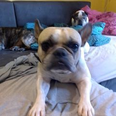 Profile Picture of Steven (@stevenfrenchie) on Tiktok