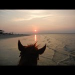 Profile Picture of Cheryl Ayers (@paws4all) on Instagram