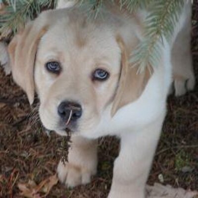 Profile Picture of Lori Heffner DeLong (@lhdelong) on Twitter