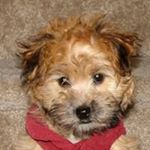 Profile Picture of Savannah Archer (@savannaharcher) on Instagram