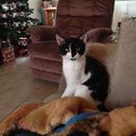 Profile Picture of Laurie Chisholm (@laurie_chisholm) on Instagram