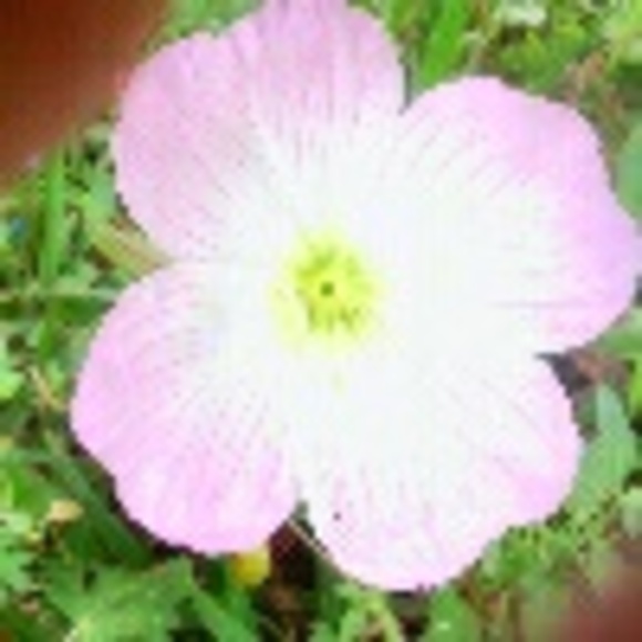 Profile Picture of Kate Vaughn (@firehead1) on Poshmark