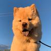 Profile Picture of Johnny🐶 (@@johnny_chowchow) on Tiktok