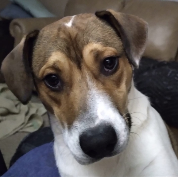 Profile Picture of Cy Tottleben (@cylonsix) on Poshmark