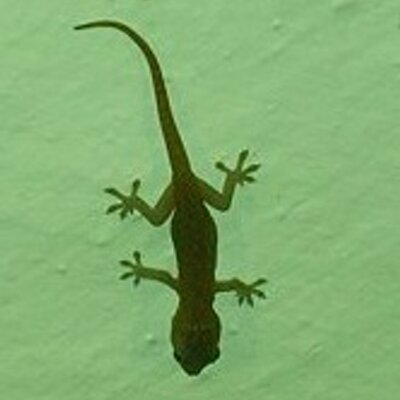 Profile Picture of Liza Karotkin (@lizakarotkin) on Twitter