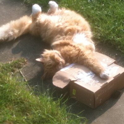 Profile Picture of Barry De Graff (@GingerTigger43) on Twitter