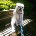Profile Picture of Frankenstein Heratio Todd (Frankie) (@frankensteinheratio.todd.5) on Facebook