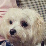 Patrice Murphy Sullivan - Instagram Profile Picture of Patrice Murphy Sullivan (@yawkeyms) on Instagram