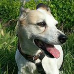 Profile Picture of Pälzer Buh (@franzkarlaggermonn) on Instagram