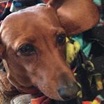 Profile Picture of Anne Hageman (@annemhag) on Instagram