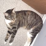 Colin Matthew Rowe - Instagram Profile Picture of Colin Matthew Rowe (@colin_rowe28) on Instagram