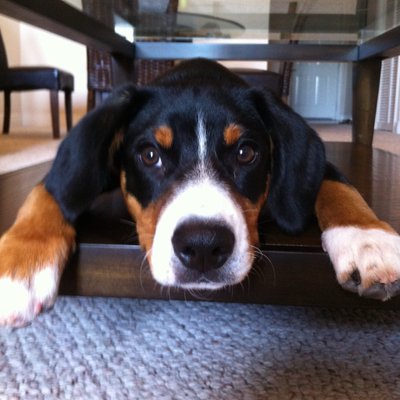 Profile Picture of Matt Scheer (@M_Scheer) on Twitter