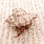 Joanne🦀🐚 - Instagram Profile Picture of Joanne🦀🐚 (@joanne_rex_tara_dexy) on Instagram