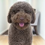 Profile Picture of Bentley (@ambassador_bentley) on Instagram