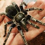 Profile Picture of keith chester (@chesters_spiders) on Instagram