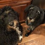 Profile Picture of ✨ Duncan And Dixie ✨ (@duncan.and.dixie) on Instagram