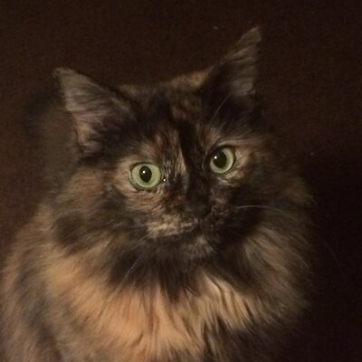 Profile Picture of LShultz (@LynnShultz13) on Twitter