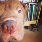 Profile Picture of 🐾 ⓑⓐⓡⓡⓨ 🍫 (@sharpei_barry) on Instagram