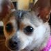 Profile Picture of Alice Moen (@afmoen) on Pinterest