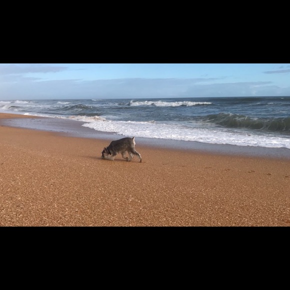 Profile Picture of Sofia Laviosa (@sofialaviosa) on Poshmark