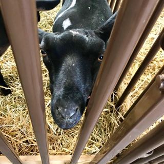 Profile Picture of Darcy Cleaver (@Darcy-Cleaver) on Facebook