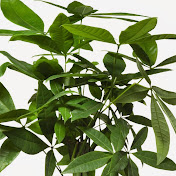 Profile Picture of Neal Shah (@nealshah2634) on Youtube