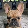 Profile Picture of Jamie Larsen (@@frankieb.frenchie) on Tiktok