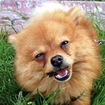 Profile Picture of MARIO🐾 (@mariothebestpom) on Instagram