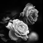 Profile Picture of layla_rashid55 (@layla_rashid55) on Instagram