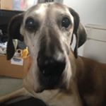 Profile Picture of {•ThomasEllinger•} (@great.dane01) on Instagram