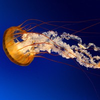 Profile Picture of Andrew Erban (@andrew-erban) on Quora