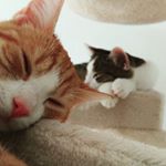 Profile Picture of Cats.toby&tammy (@toby__tammy) on Instagram