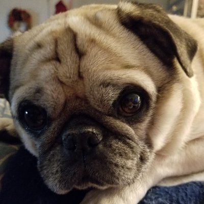 Profile Picture of Shanon Gibbs (@ShanonGibbs) on Twitter