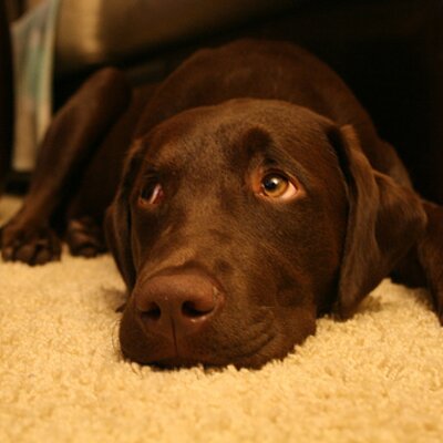 Profile Picture of Derek Fader (@noodledude1) on Twitter