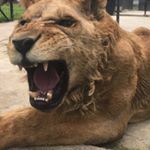 Profile Picture of __masserrati__ (@__masserrati__) on Instagram