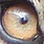 Profile Picture of MELVIN RICHARD AMANDUS (@dgcroco) on Flickr