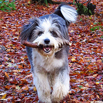 Profile Picture of Blarney Pilgrim1 (@blarney pilgrim1) on Flickr