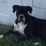 Profile Picture of Baxter the boxer (@hey_its_baxter) on Instagram