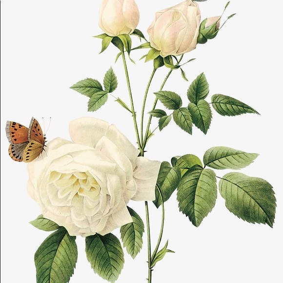 Profile Picture of Doris Vasquez (@doris_vasquez) on Poshmark