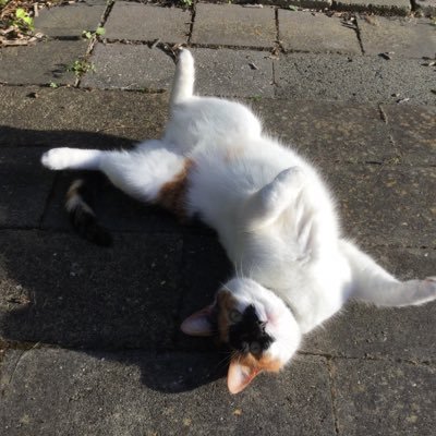 Profile Picture of Pamela Boucher (@PamelaBoucher) on Twitter