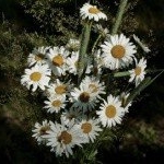 Redman - Instagram Profile Picture of Redman (@redmannealeuw5) on Instagram