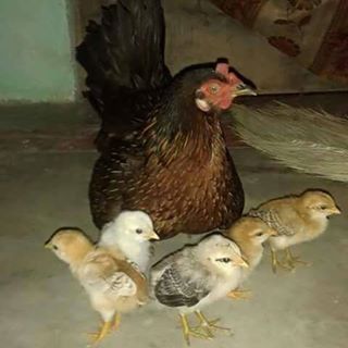 Profile Picture of Abrehet Tikue (@abrehet.tikue.5) on Facebook