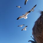 Profile Picture of Jhon Bone Thorner (@jhon.bone.thorner) on Facebook