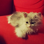 Zafer Özkan - Flickr Profile Picture of Zafer Özkan (@hakikitosunpasabenim) on Flickr