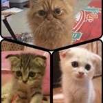 แมรี่ - Instagram Profile Picture of แมรี่ (@garfieldguschanmary) on Instagram